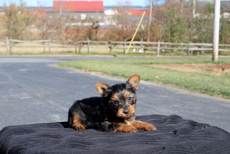 puppy, for, sale, Yokshire Terrier, Matthew B. Stoltzfus, dog, breeder, Gap, PA, dog-breeder, puppy-for-sale, forsale, nearby, find, puppyfind, locator, puppylocator, aca